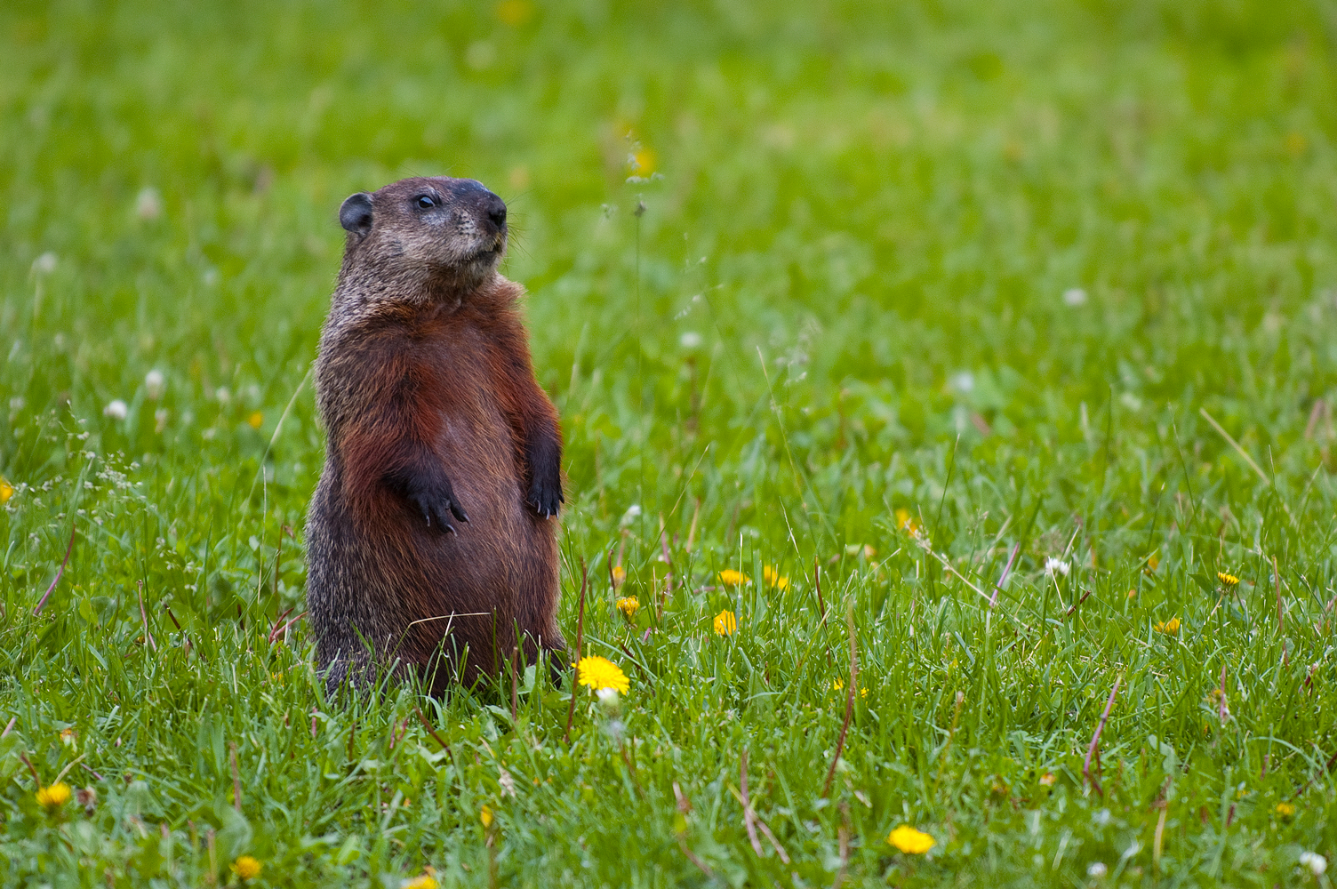 groundhogday-04