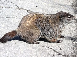 groundhogday-02